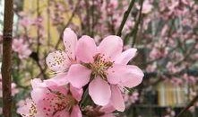 樱花最新爆料更新版本