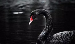 黑天鹅属性爆料最新,不可预测的颠覆性影响解析